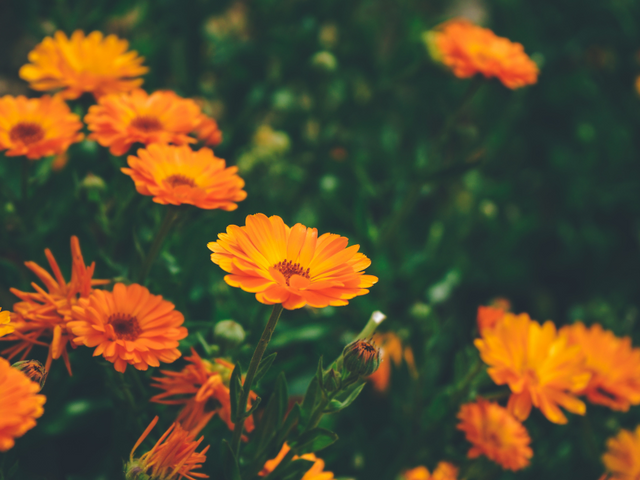 Calendula – What is it and What Does it Do?